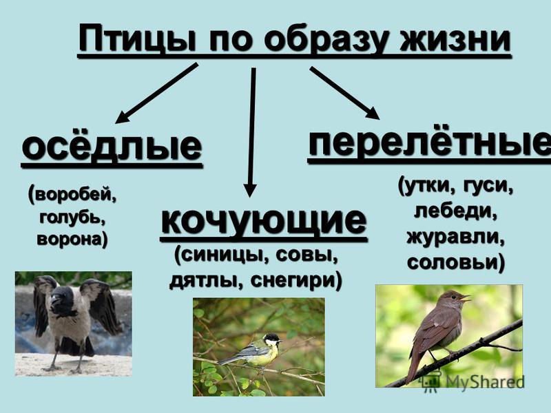 Различия птиц. Что такое осёдлый образ жизни у птиц. Оседлые Кочующие и перелетные птицы.