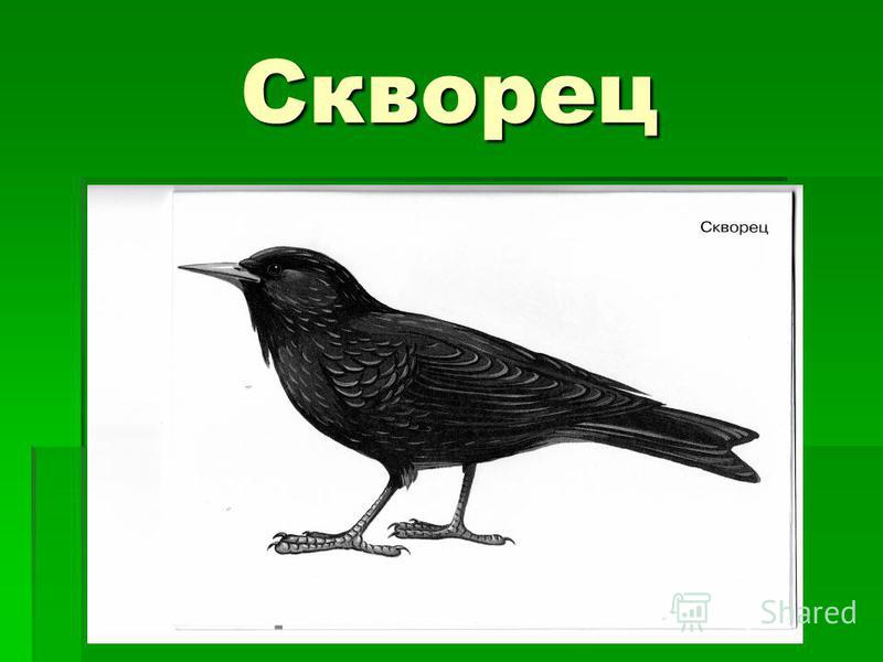 Грач нок. Перелетные птицы Грач и скворец. Изображение скворца для детей.