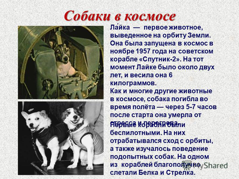 Лайка 1 собака в космосе. Первые животные в космосе лайка. Собака лайка в космосе. Первая собака в космосе лайка. Собака лайка в космосе 1957.