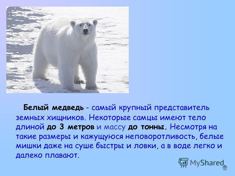 Белый медведь самый крупный хищник. Белый медведь Размеры. Самый крупный белый медведь. Длина тела белого медведя. Максимальная скорость белого медведя