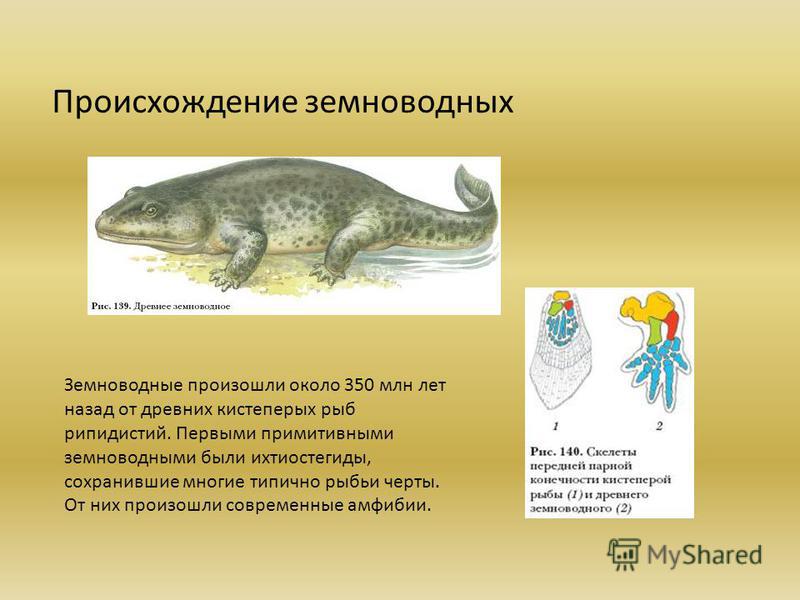 Древние земноводные произошедшие от древних рыб. Жизненный цикл земноводных 7 класс. Современные земноводные произошли от. Появление первых земноводных. Земноводных произошли от.