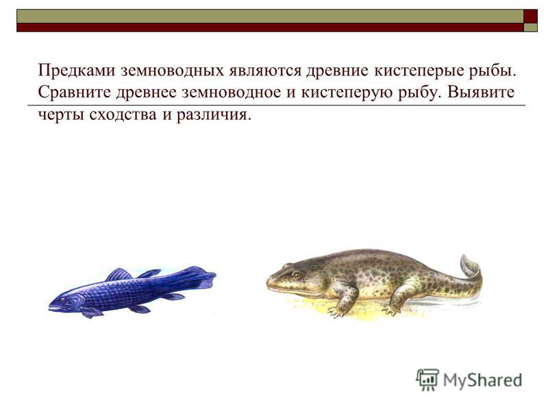 Какие особенности строения отличают земноводных рыб. Сходства рыб и земноводных. Кистеперые предки земноводных. Различие рыб и амфибий.
