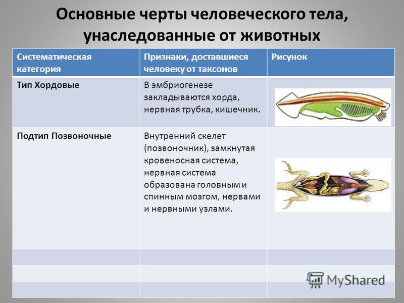 Признаки хордовых. Основные черты унаследованные от животных. Черты человеческого тела унаследованные от животных. Основные черты типа хордовых. Признаки типа Хордовые.