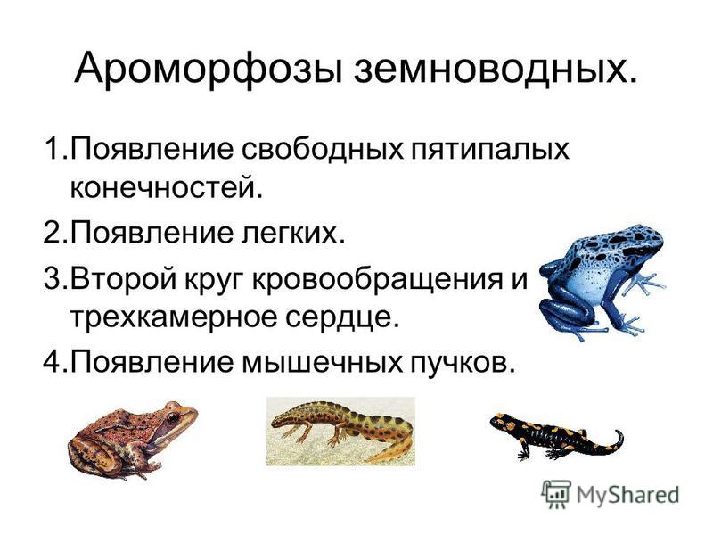 Признаками общими для рептилий и амфибий являются