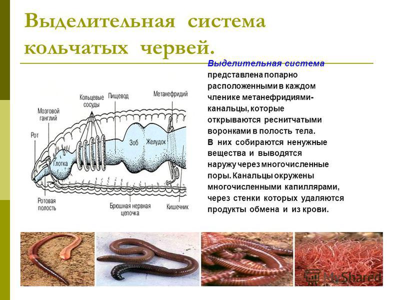 Чем представлены черви. У кольчатых червей есть выделительная система. Кольчатые черви выделительная система кратко. Органы выделительной системы кольчатых червей. Функция выделительной системы у кольчатых червей.