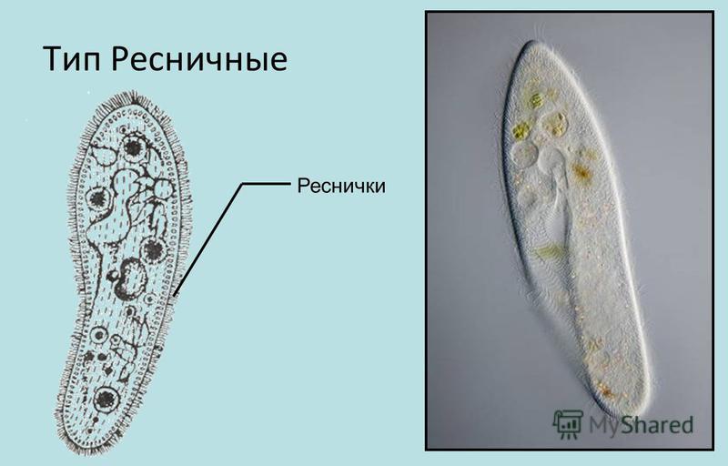 Виды инфузорий картинки