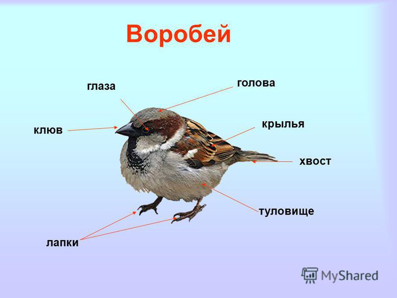 Птицы разбор 4. Строение синицы. Внешнее строение синицы. Части тела синицы. Голова и туловище птицы.