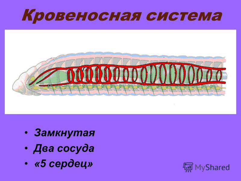 Имеет замкнутую кровеносную имеет. Кровеносная система кольчатых червей 7 класс. Тип кольчатые черви кровеносная система. Кровеносная кольчатых червей 7 класс. Кровеносная система кольчатых червей 8 класс.