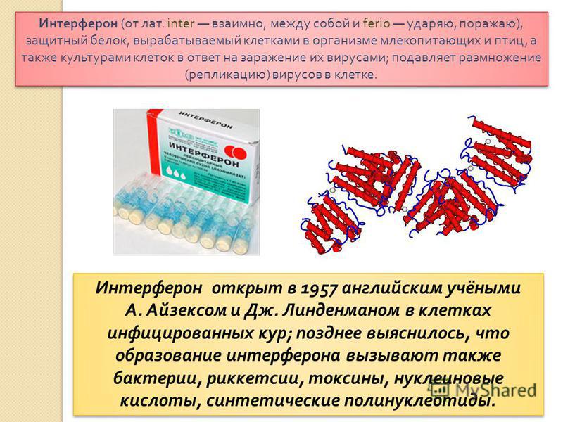 Интерферон синтезируется клетками. Интерферон гамма иммунология препараты. Альфа интерферон продуцируется.