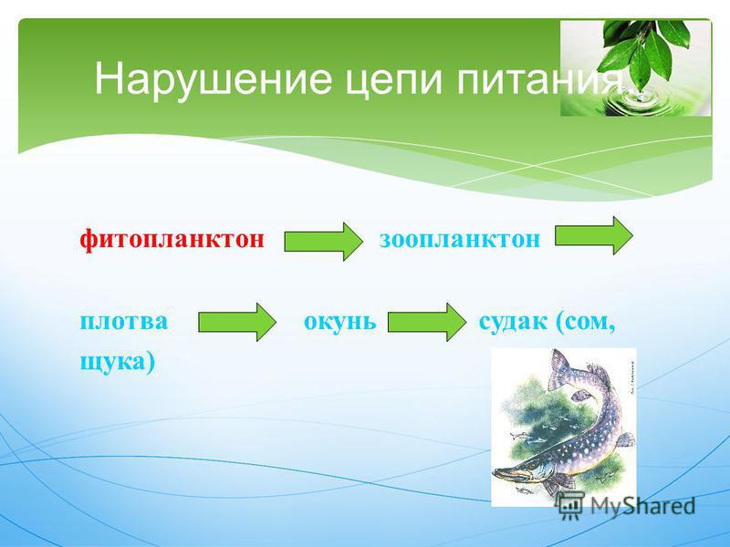 Последовательность пищевой цепи. Цепочка пищевой цепи. Звенья трофической цепи. Нарушение пищевой цепи. Трофическая цепь фитопланктон.