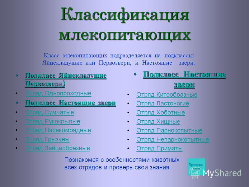 Закончите заполнение схемы класс млекопитающие подкласс настоящие звери