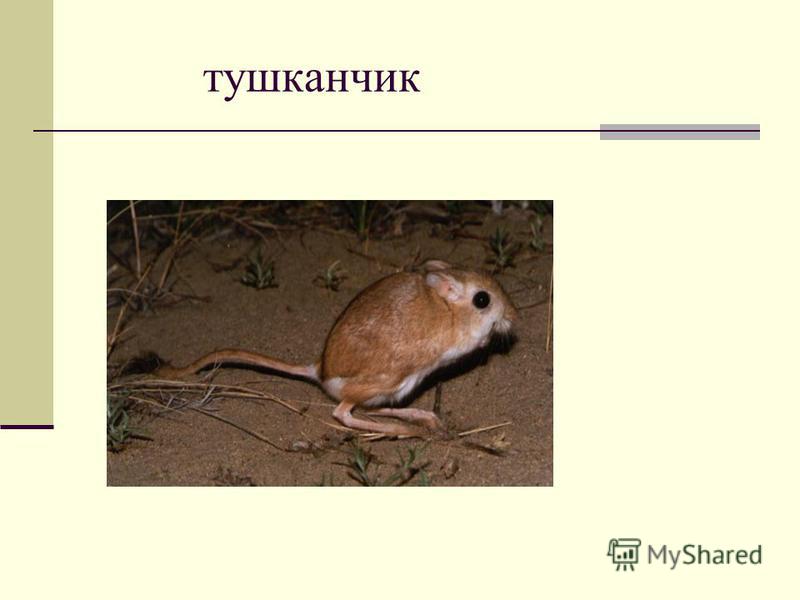 Тушканчик природная зона