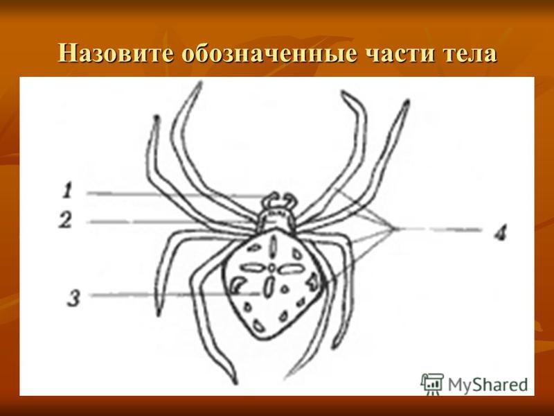 Паукообразные отделы тела. Внешнее строение паука крестовика рисунок. Схема внешнего строения паука крестовика. Паук крестовик строение тела. Паук крестовик строение рисунок.