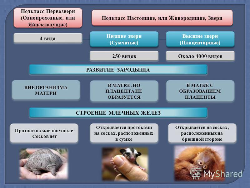 План описания млекопитающих