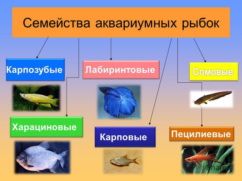 Аквариумные Рыбки Виды Таблица С Фото