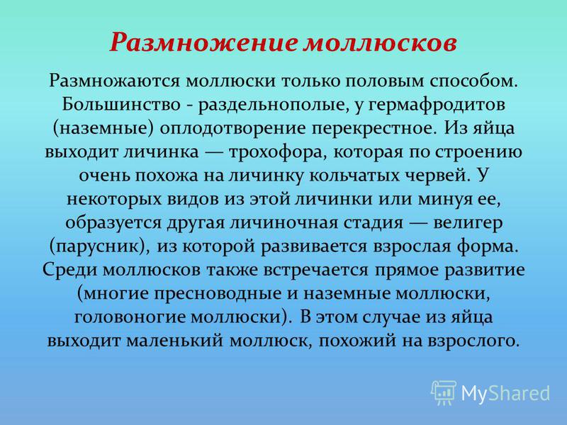 Размножение моллюсков. Раздельнополые моллюски. Способы размножения моллюсков. Оплодотворение моллюсков.