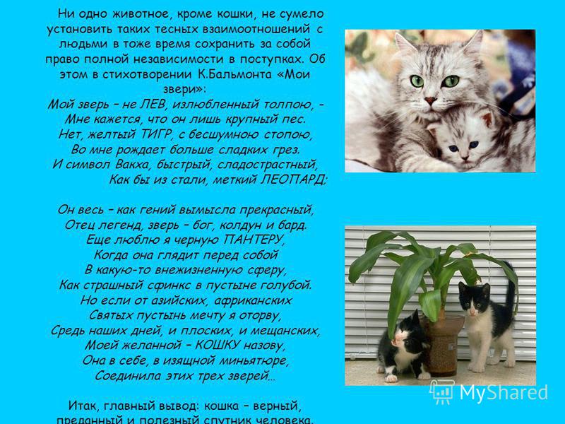 Текст Про Кота Художественный Стиль