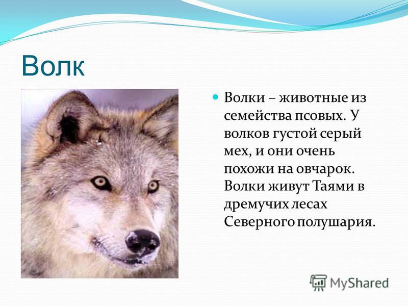 На каком восточном материке обитает серый волк. С волками жить. Где живет волк. Где обитают волки в России. Какого семейства волк.