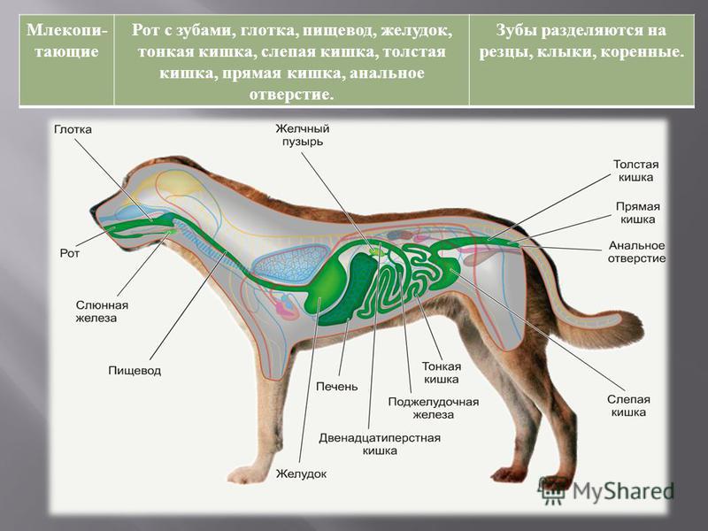 Строение собаки внутренние органы. Строение пищевода собаки. Анатомия собаки. Пищеварение собаки. Пищевод собаки анатомия.