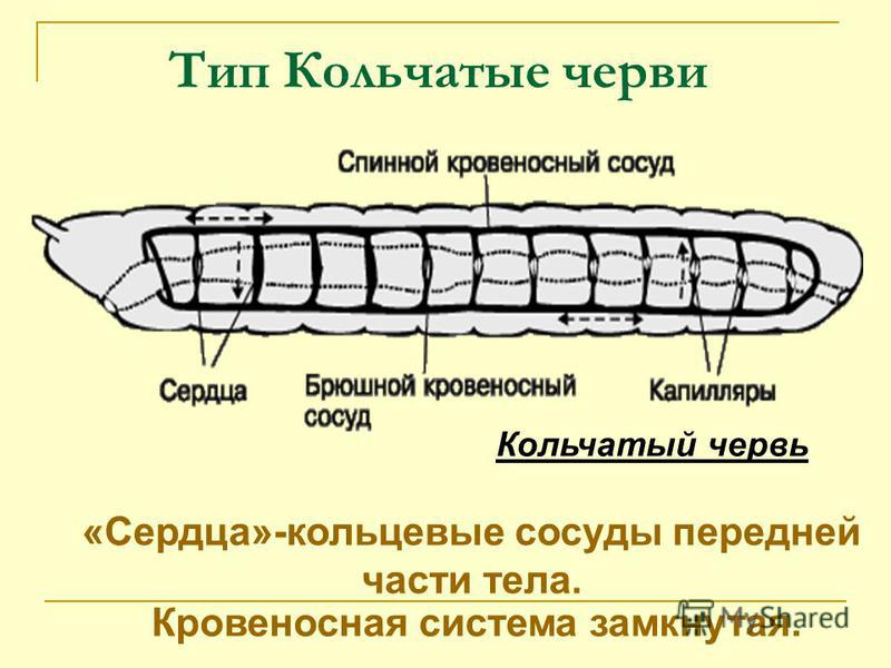 Строение дождевого червя рисунок с подписями