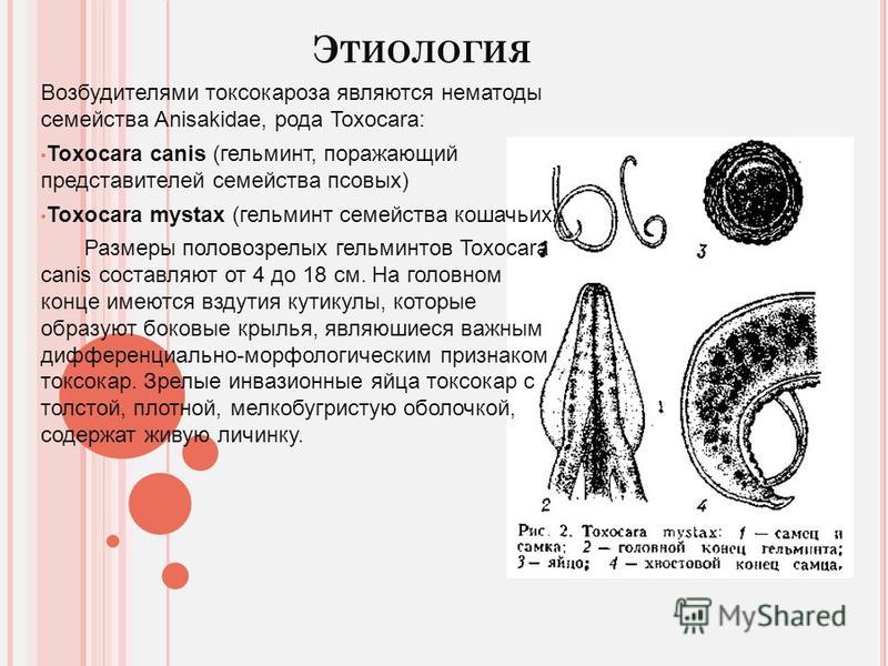 Токсокароз лечение у взрослых препараты схема лечения. Токсокароз возбудитель Toxocara canis.