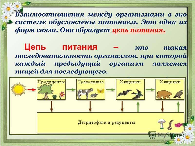 Рассмотреть рисунок представленный ниже номерами обозначены организмы образующие пищевую цепь