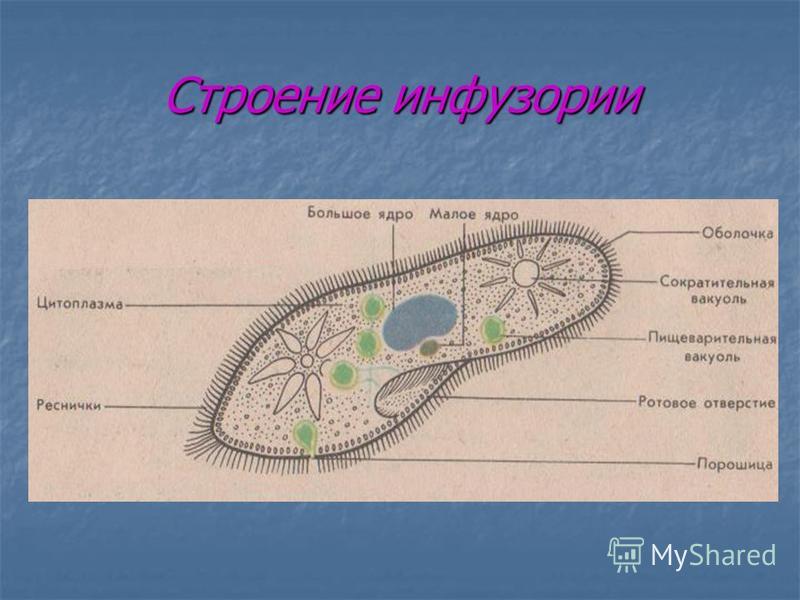 Внутреннее строение инфузории туфельки