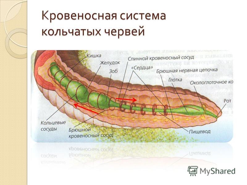 Наличие кровеносной системы дождевого червя. Тип кольчатые черви кровеносная система. Строение кровеносной системы Тип кольчатые черви. Кровеносная система кольчатых червей 7 класс биология. Строение кровеносной системы кольчатых червей.