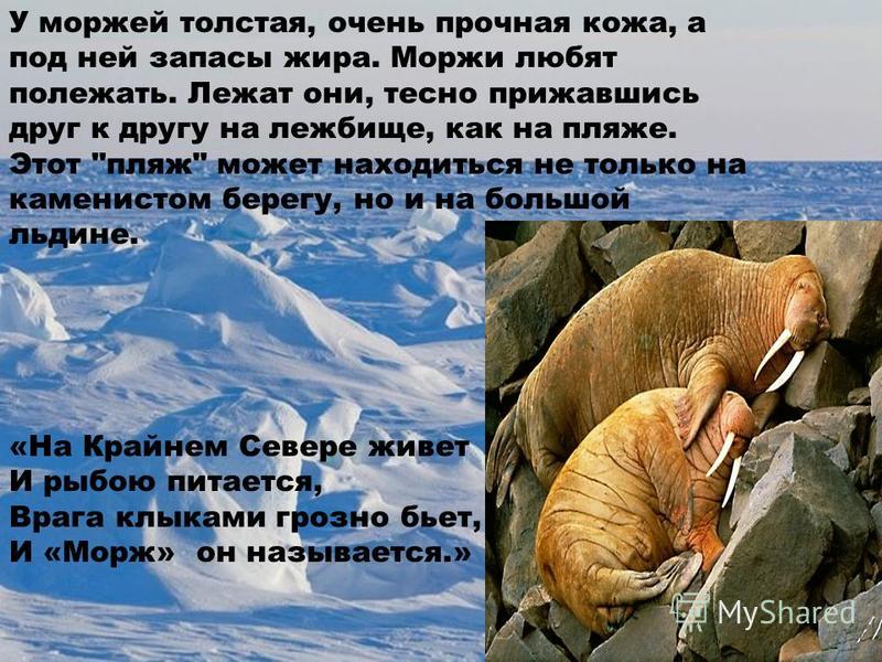 Презентация о моржах