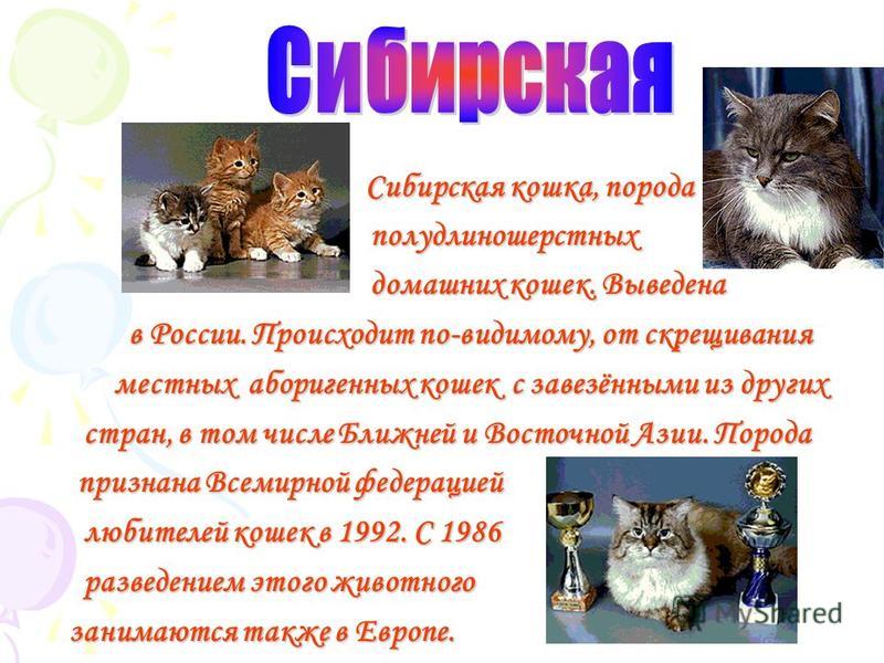 Рассказ о кошках окружающий мир. Рассказать о породе кошек. Презентация на тему породы кошек. Слайды про домашних кошек. Проект породы кошек.