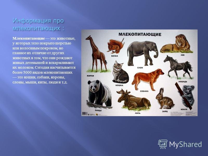 Млекопитающих от других животных отличают следующие признаки. Млекопитающие животные.