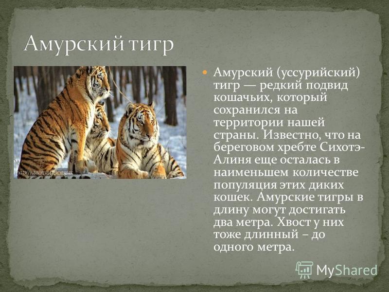 Про Уссурийского тигра красная книга. Амурски красная книга Амурский тигр.