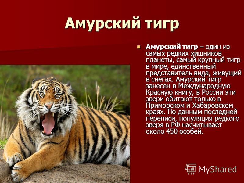 Амурский тигр сообщение 4 класс. Международная красная книга Амурский тигр.