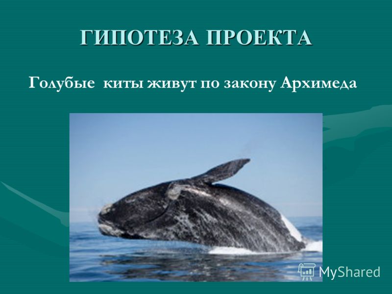 Где живет кит русский язык 1 класс. Кит живет. Китообразные обитают. Где живет кит. Где обитают киты.