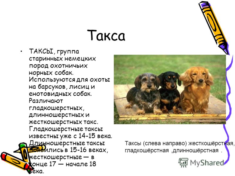 Такса собака характеристика. Рассказ о породе собак 2 класс такса. Рассказ о породе такса. Рассказ о породе собак такса. Такса собака доклад.