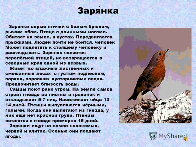 Рассказ описание 5. Описание зарянки. Птичка Зарянка описание. Птица Малиновка описание. Сообщение о птице Зарянке.