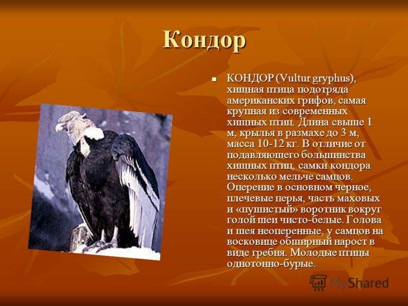 Андский кондор описание. Падальщик Андский Кондор. Андский Кондор места обитания. Кондор размах крыльев. Кондор птица размах крыльев.