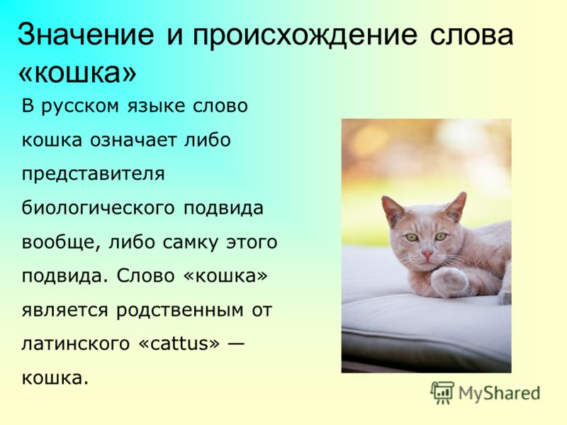 Слово кот. Происхождение слова кот. Как произошло слово кошка. Текст про кошку. Происхождение слова кошка в русском.