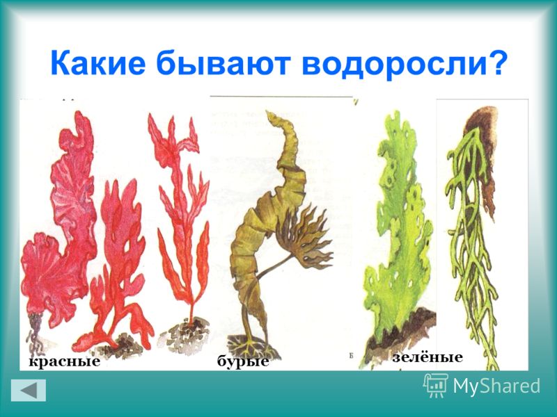 Три примера группы растений водоросли. Водоросли названия. Разные виды водорослей и их названия. Водоросли картинки с названиями. Каккиеводоросли бывают.