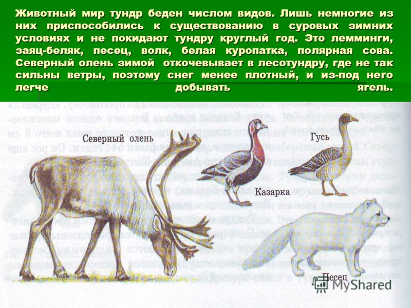 Животный мир тундры сообщение 4 класс. Растения или животных тундры. Доклад про тундру животные и растения. Сообщение о растений или животных тундры. Растение или животное тундры сообщение.