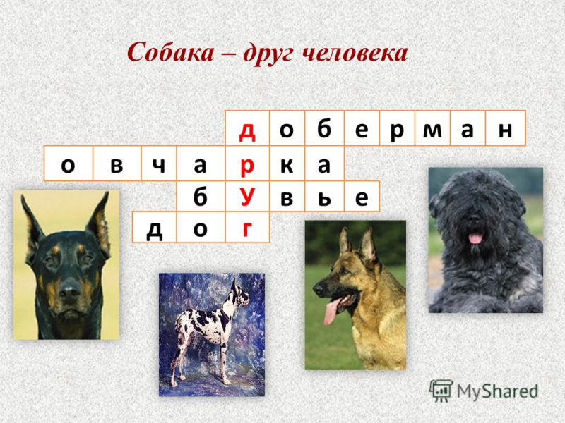 Породы собак окружающий 2 класс рабочая. Кроссворд про собак. Сканворд по породам собак.