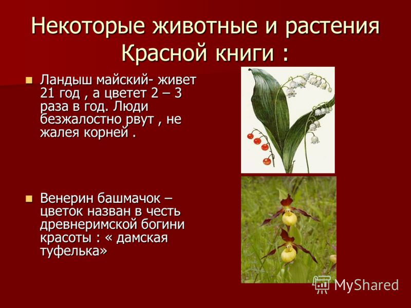 Год какого растения. Растения красной книги России 3 класс. 2 Растения из красной книги. Растения которые занесены в красную книгу. Информация о растениях из красной книги.