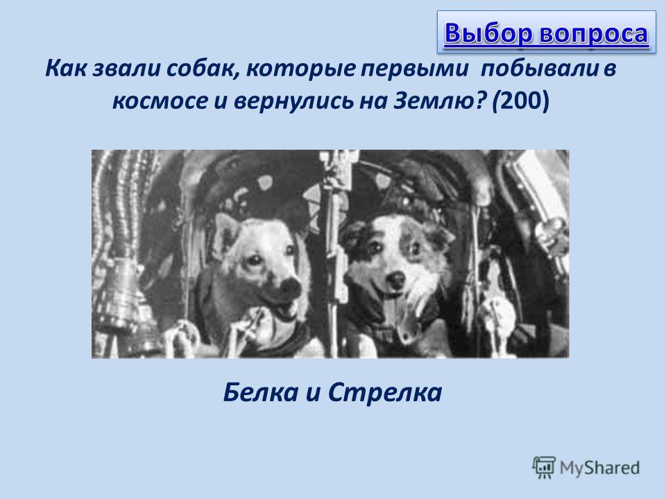 Как звали 1. Собаки побывавшие в космосе. Первые собаки в космосе которые вернулись на землю. Первая собака в космосе как звали. Первые собаки которые побывали в космосе.