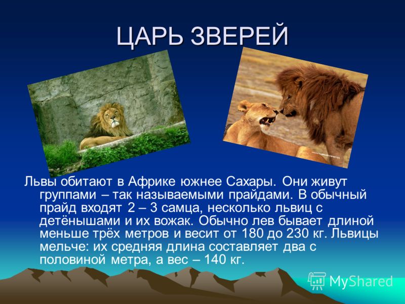 Текст про зверей. Презентация на тему львы. Лев для презентации. Описание Льва. Рассказ про Льва.