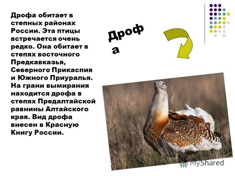 Дрофа природная зона. Дрофа доклад. Дрофа птица описание. Доклад про птицу Дрофа. Дрофа птица презентация.