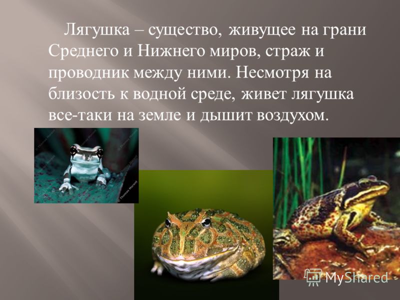 Сходство лягушки и жабы 2. В какой среде обитает лягушка. Сходство лягушки и Жабы. Жабы живущие в водной среде. Продолжительность жизни лягушки.