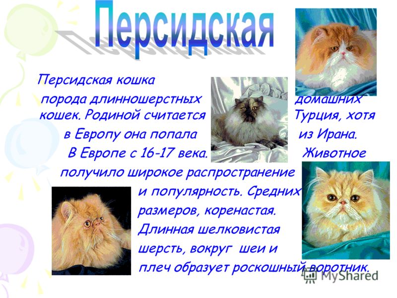 Породы кошек окружающий 2 класс. Рассказ о породе кошек. Сведения о персидской кошке. Персидская кошка презентация. Персидская кошка описание.