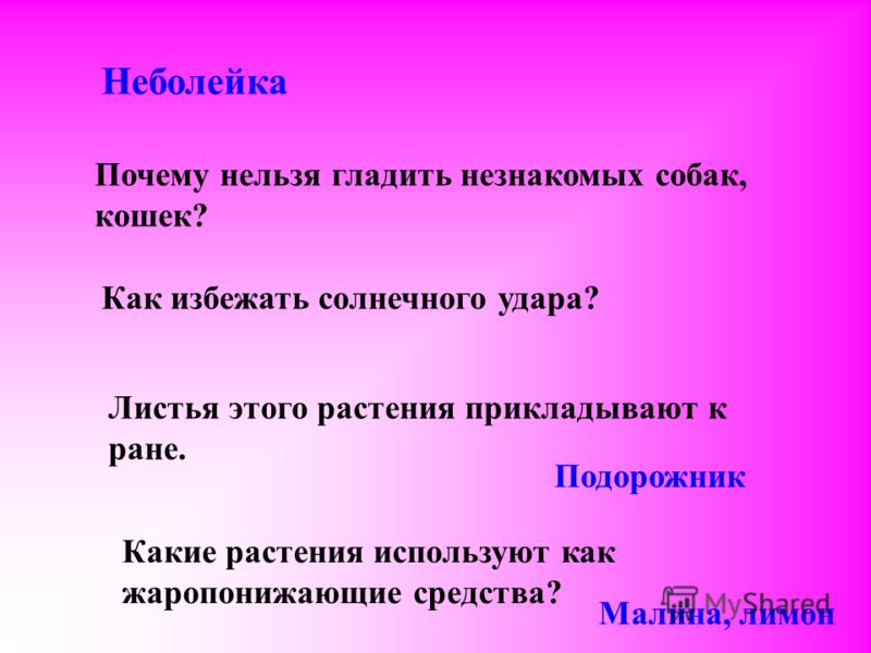 Нельзя гладить. Почему нельзя гладить незнакомых собак. Почему нельзя гладить незнакомых собак и кошек. Почему нельзя гладить собак.