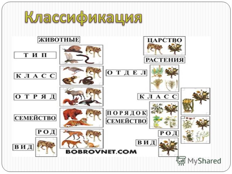 Классы животного мира схема