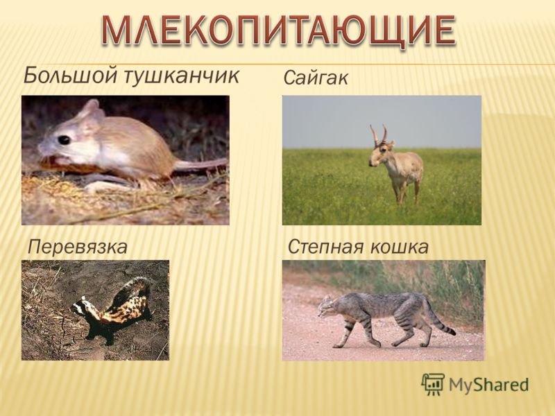 Высшие млекопитающие характеризуются. Высокие млекопитающие. Животный мир Крыма крупные млекопитающие. Почему надо знать где обитают Сайгак и Стрепет. Заяц Сайгак Лось тушканчик в какой природной зоне обитает.